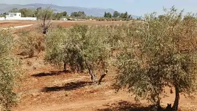 أرض في أرض للبيع  - 75,000 دأ - صورة NaN