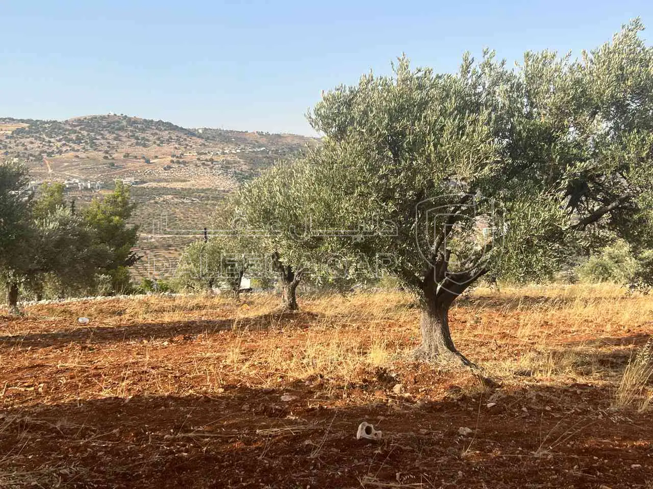 أرض في ارض ريفية جميلة جدا ومزروعه زيتون - 119,000 دأ - صورة 1