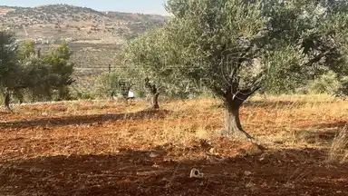 أرض في ارض ريفية جميلة جدا ومزروعه زيتون - 119,000 دأ - صورة NaN