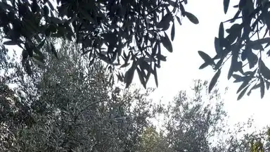 فيلا/منزل في عمان البيادر ابو السوس بالقرب من مسجد ابو السوس الكبير  - 145,000 دأ - صورة NaN