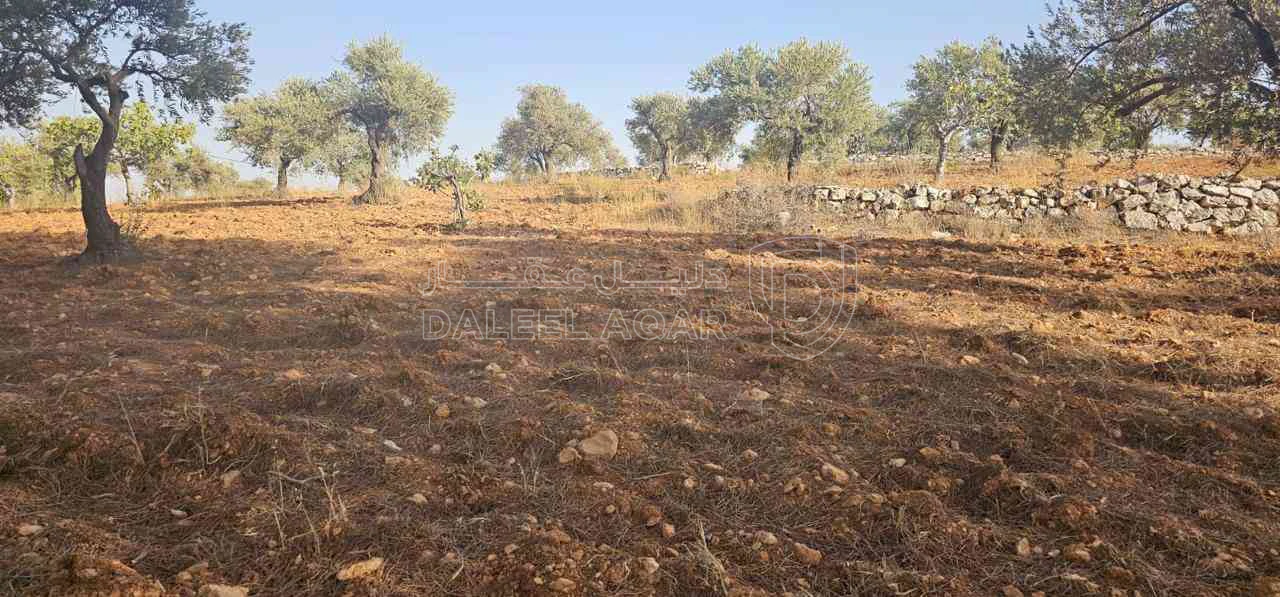 أرض في ارض ريفية جميلة جدا ومزروعه زيتون - 119,000 دأ - صورة 1