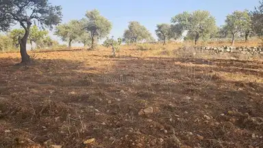 أرض في ارض ريفية جميلة جدا ومزروعه زيتون - 119,000 دأ - صورة NaN